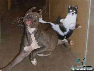 Bonus Pics with Are you a crazy cat lady Monday (04)