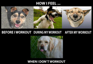 Funny fitness pictures- how i feel