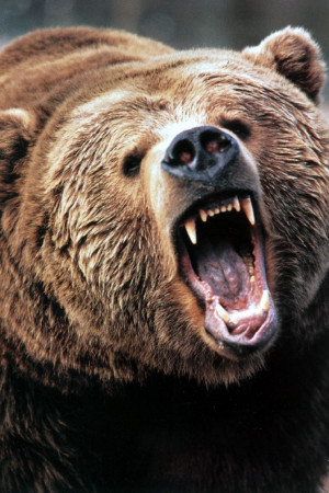 Angry Black Bear Image