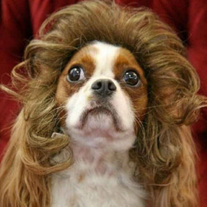funny dog grooming funny dog grooming pictures dog grooming funny
