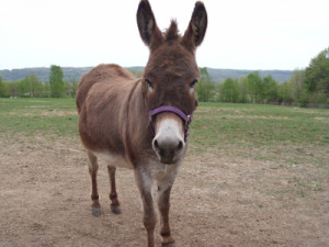 February 4, 2013 at 9:28 PM Flag Quote & Reply