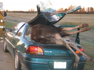 funny and confusing car accidents car accidents cool pic car accidents ...