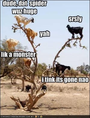 Funny-pictures-goats-discuss-spider-size