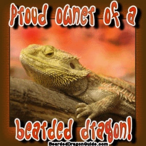 funny gif cat bearded dragon scared
