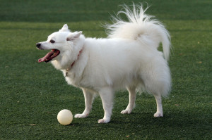 American eskimo dog is playing with a ball wallpaper