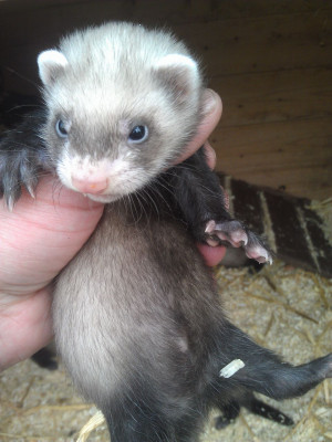 baby polecat ferrets for sale 10 posted 1 year ago for sale rodents