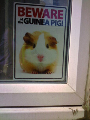 funny guinea pig quotes 843 deckss com
