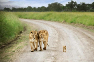 Adorable Little Baby Lion Cub with his Parents