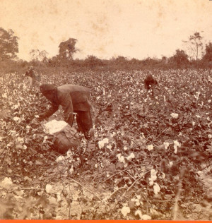 People Picking Cotton