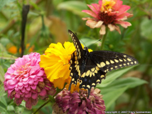 You need to enable Javascript.