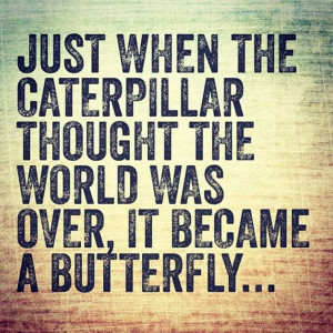 Caterpillar to butterfly