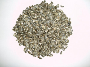 NZ Sunflower Seed - 8kg