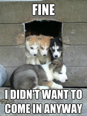 Husky Puppy Gets Kicked Out Of Dog Fort Meme