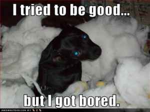 Dog Quotes Funny Dog Quotes and Sayings