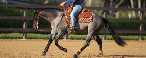 World-Class Reining Horse Trainers