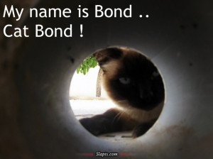 Cat Bond | Cats on Slapix.com