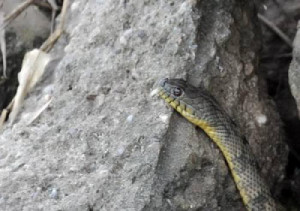 Related Pictures funny snake pictures quotes