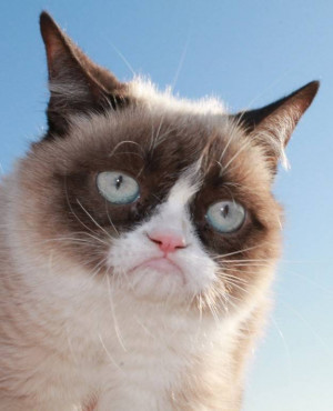 Proud Grumpy Cat - Grumpy Cat Picture