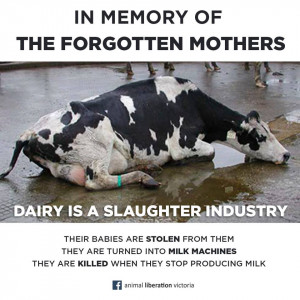 If all dairies became slaughter-free, they’d add yearly greenhouse ...