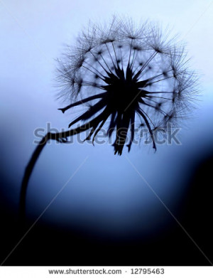 Dandelion with Blue Background, Make a Wish. - stock photo