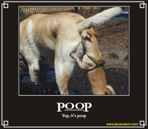 Dog checking dog poop