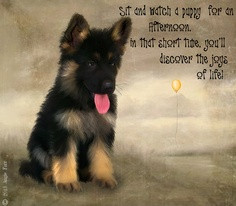 Dogs and Dog quotes~ PhotoShopped By Me.