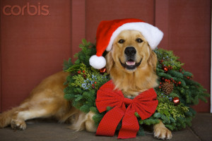 WP12627 Golden Retriever pup with Christmas crackers and paper hat