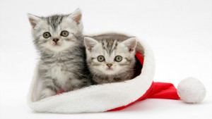 cute christmas cat 12 cute santa cats that will cute christmas kittens ...