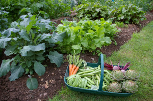 vegetable-garden.jpg