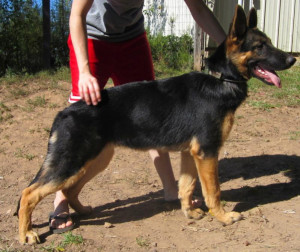 Saddle Blanket Back Img