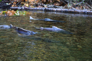 Late fall Chinook salmon spawning.