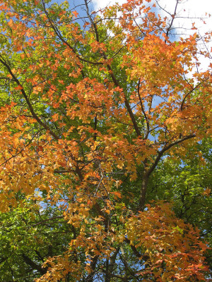 Tree Orange Autumn