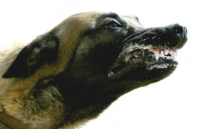 Dangerous Dogs: How many dog lovers mauled in their own homes does it ...