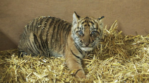 Beautiful Tiger Quotes Tiger Cub Health Check