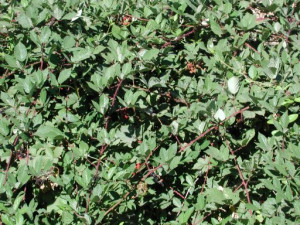 Wild BlackBerry Bushes