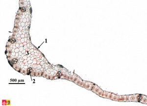 Zea Mays Root Cross Section