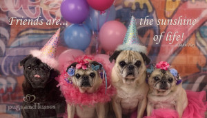 Posted in Soaring Spirits , The Whole Pug Gang