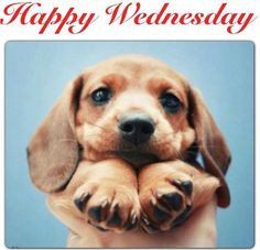 Happy Wednesday quotes quote wednesday hump day wednesday quotes happy ...