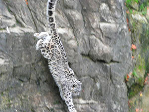 Snow Leopards for Kids