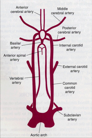 Internal Carotid Artery Branches