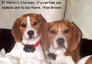 If There Is A Heaven, It’s Certain Our Animals Are To Be There