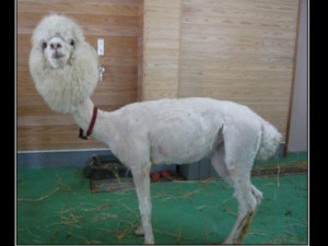 Funnies pictures about Shaved Llama