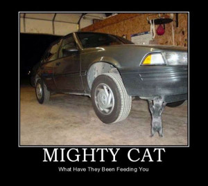 car-humor-funny-joke-road-street-driver-mighty-cat
