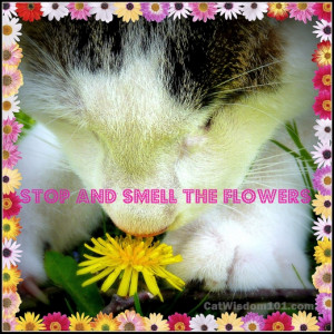 Stop and Smell the Flowers Quote