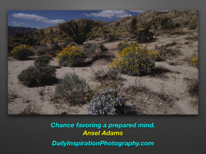 26-15 Desert Canyon and Wildflowers DIP Quotes