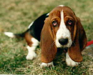 Images, Pics, Photos and Pictures of Basset Hound :