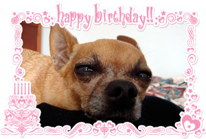 celebration for sarah chihuahua or upload your chihuahua adoption ...