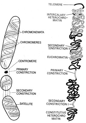 chromosomes telomeres