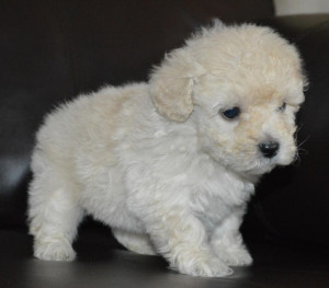 Toy Poodle Female Puppies