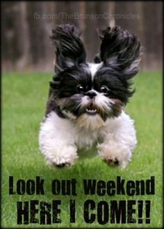 ... your weekend!! #weekend #puppies #animals #shihtzu #dogs #pups #cute
